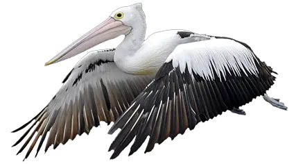 Pelican PNG