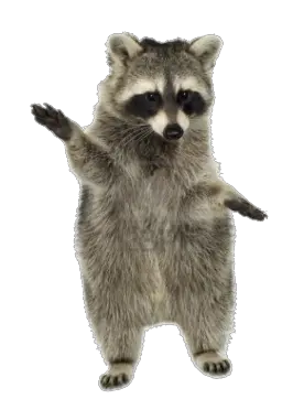 Raccoon PNG