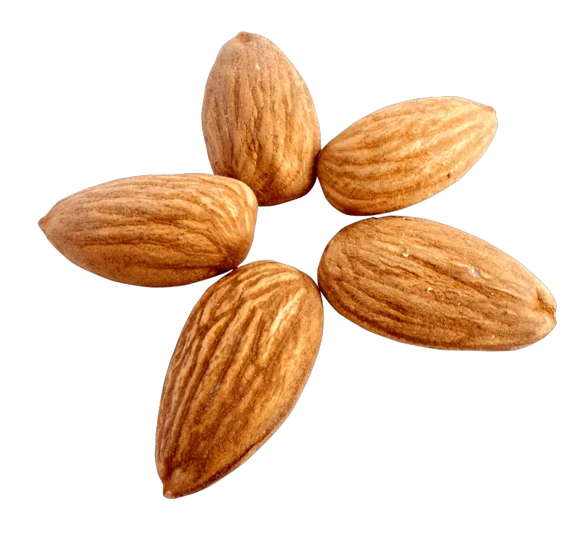 Almond PNG Almonds PNG