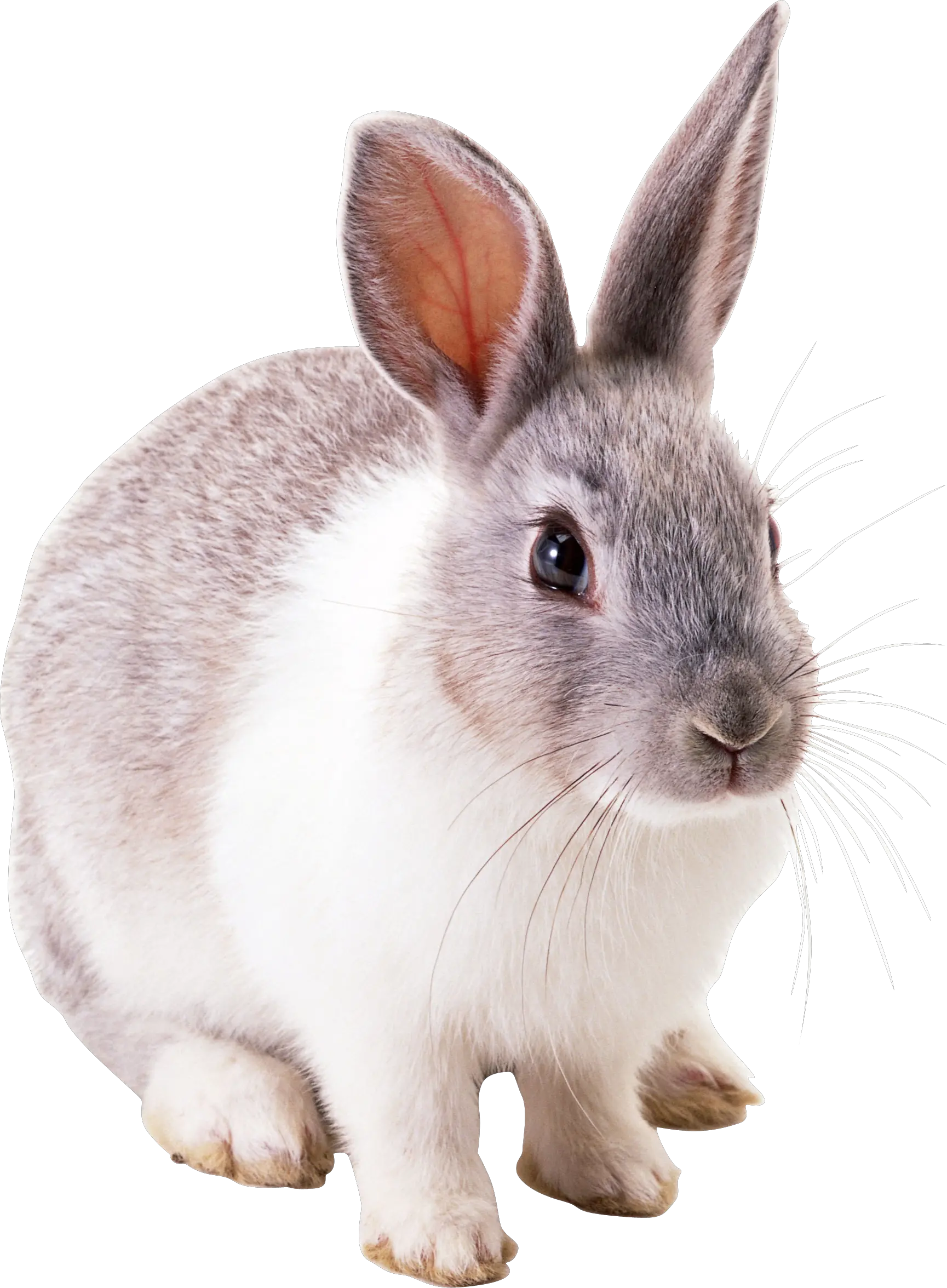 Rabbit PNG image