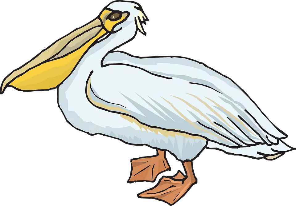 Pelican PNG