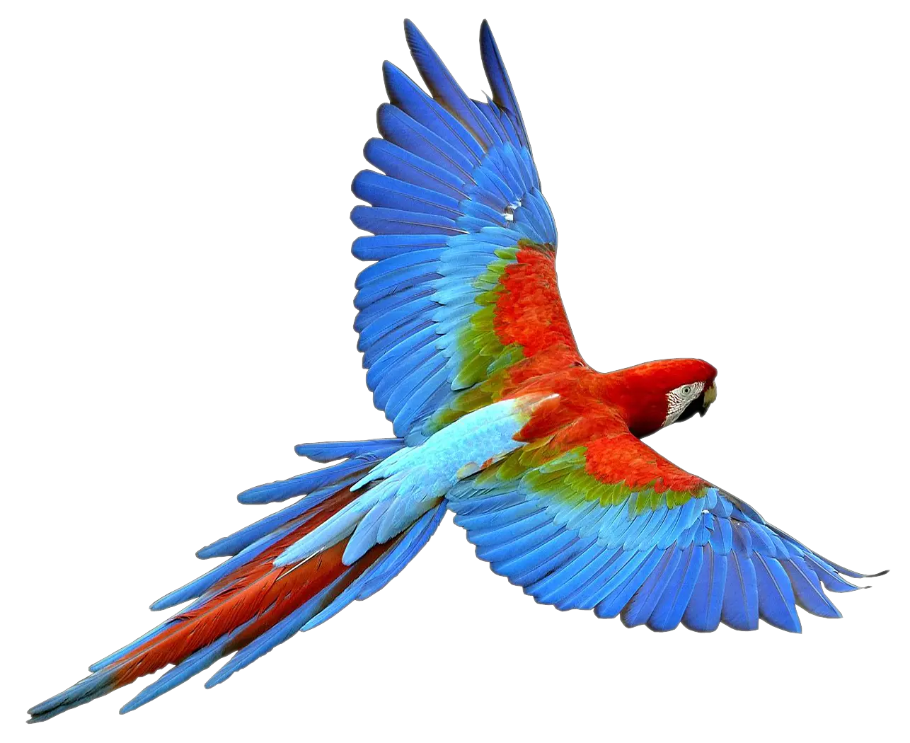 Flying parrot PNG images free download