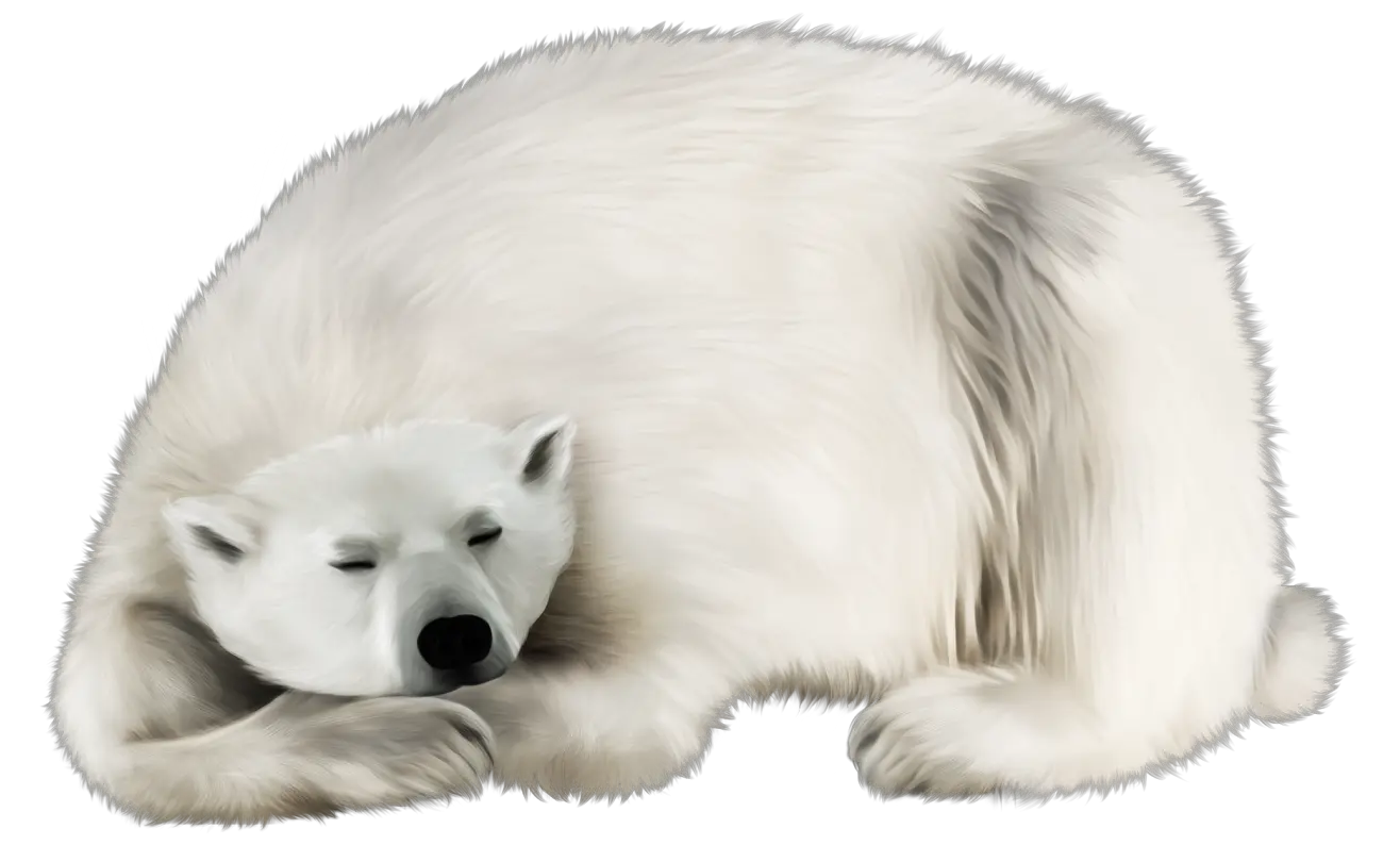 Polar white bear PNG