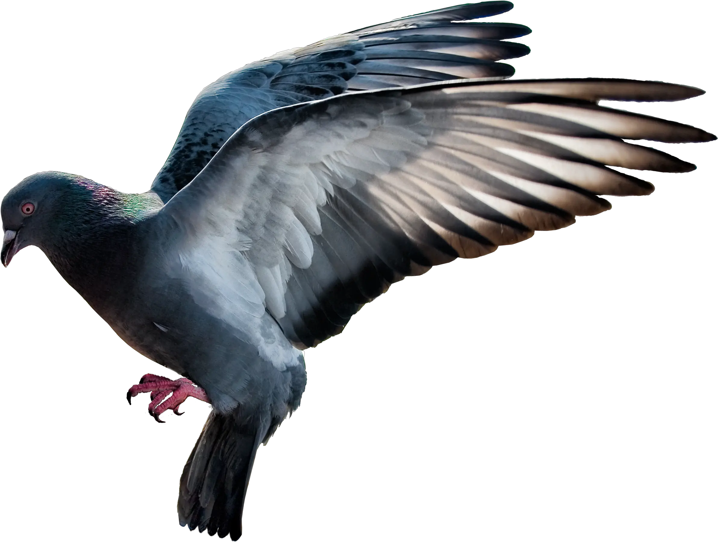 Pigeon PNG