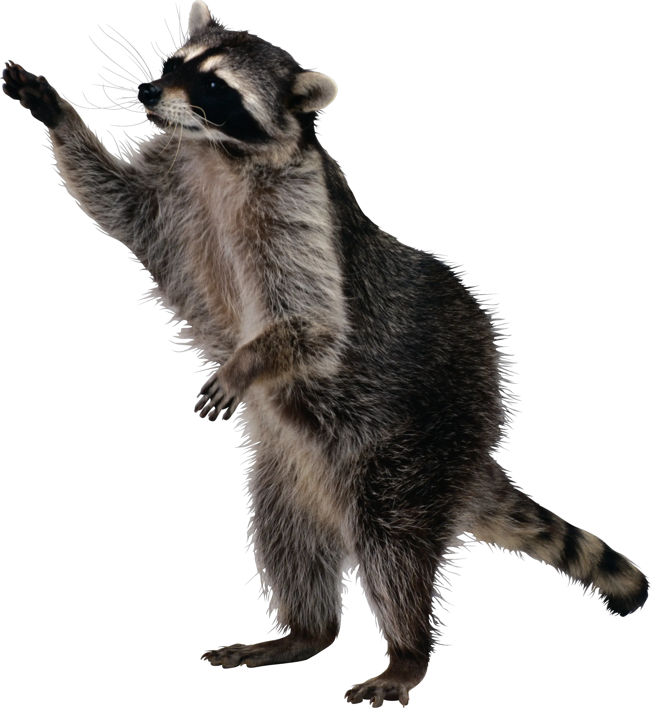 Raccoon PNG