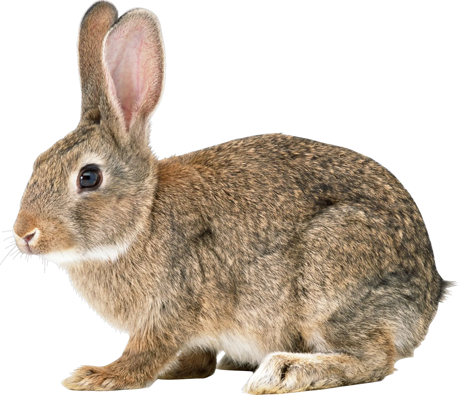 Rabbit PNG image