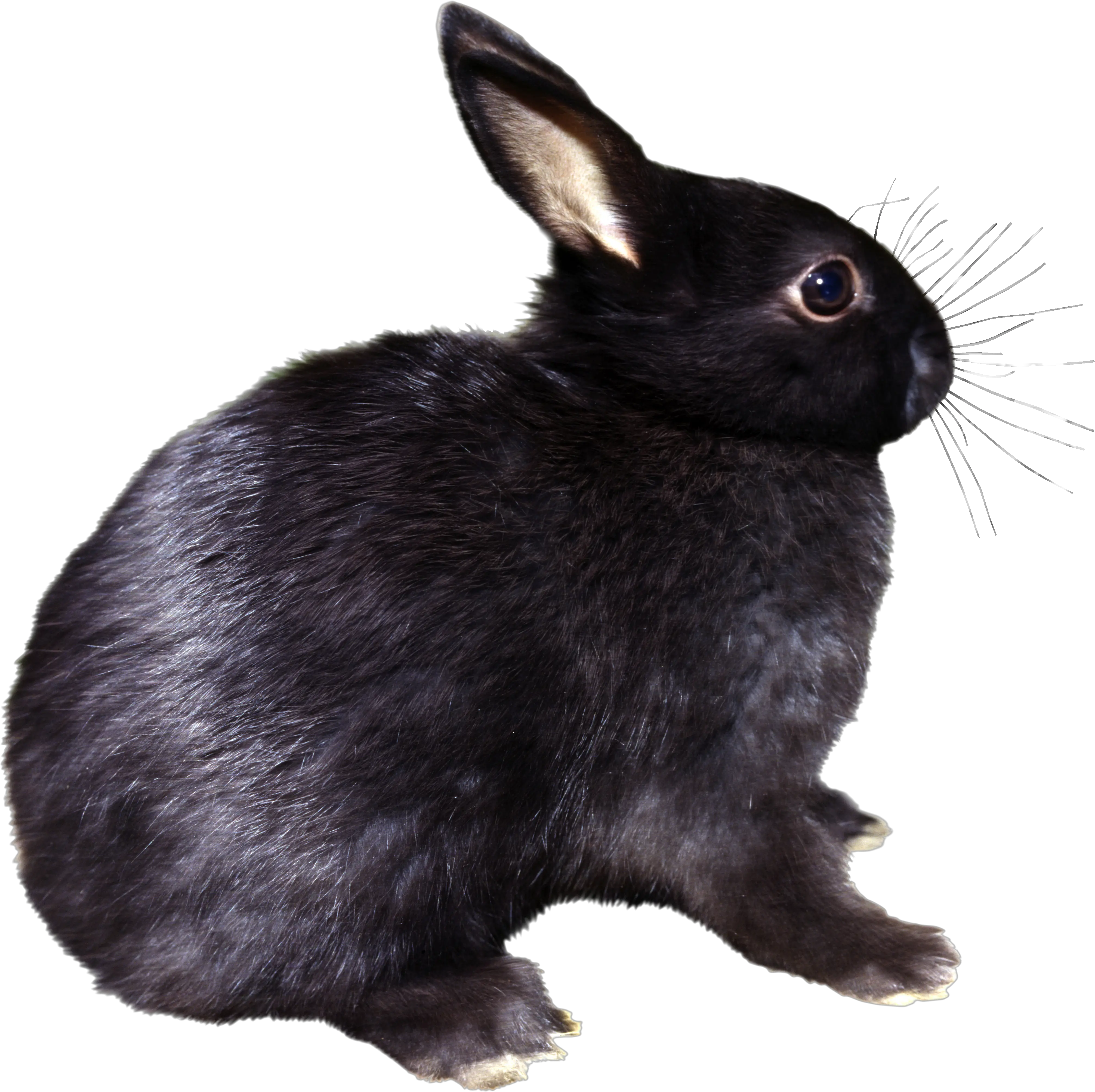 rabbit PNG