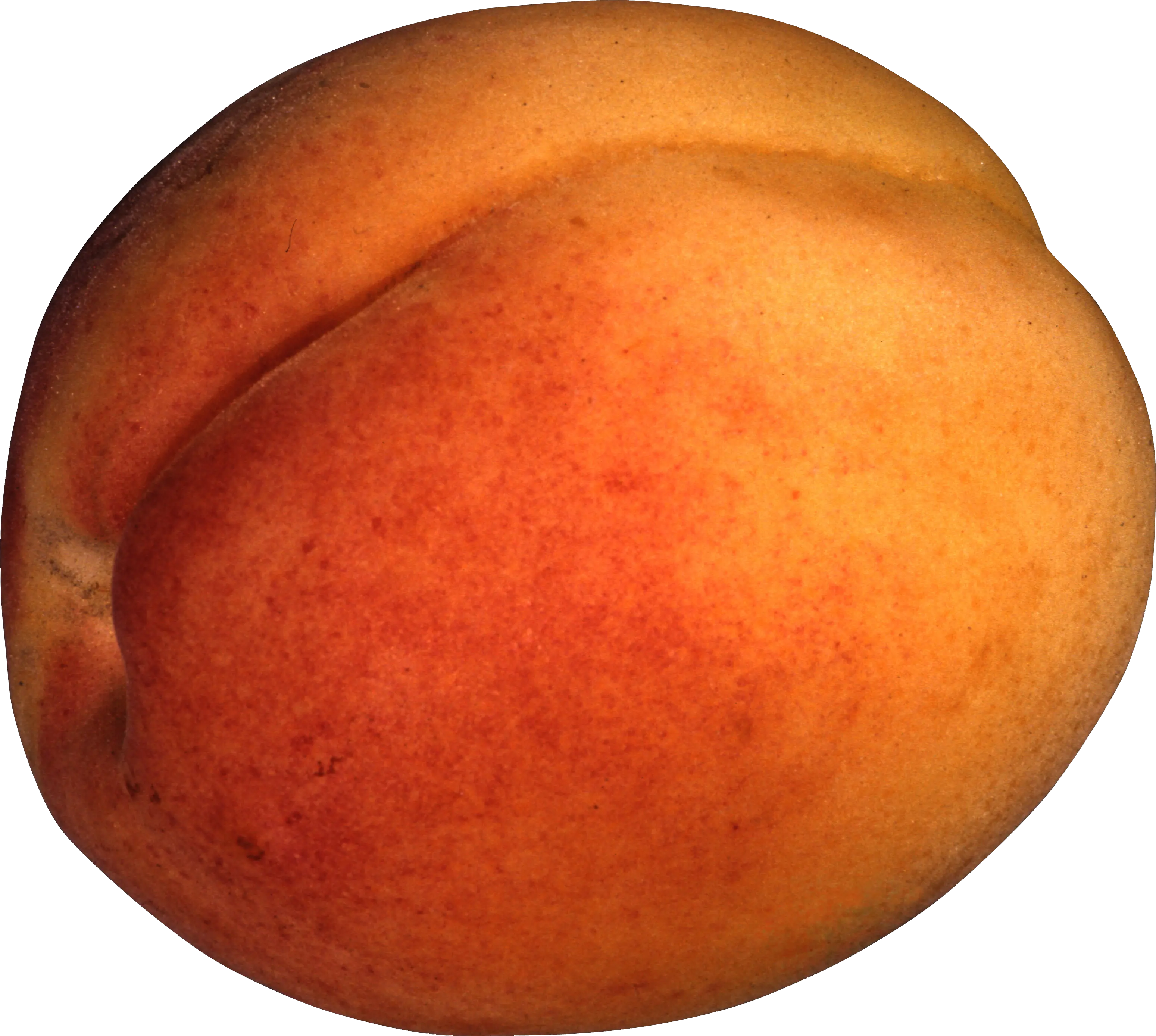 Large apricot PNG