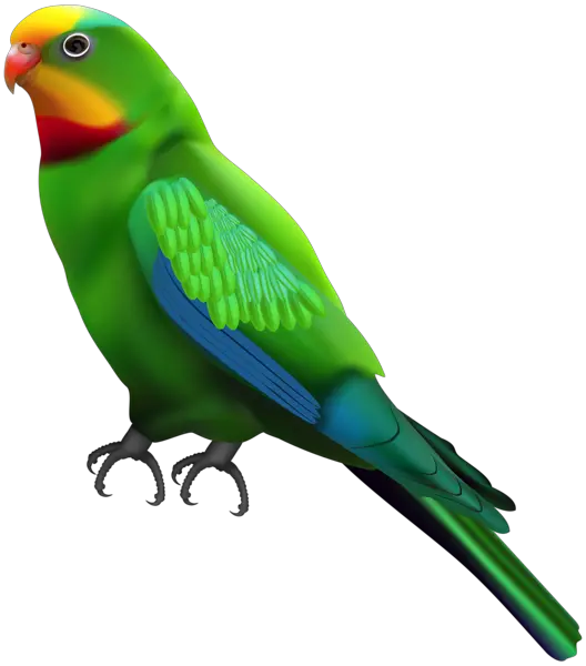 Parrot PNG image