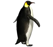 Imperator penguin PNG image