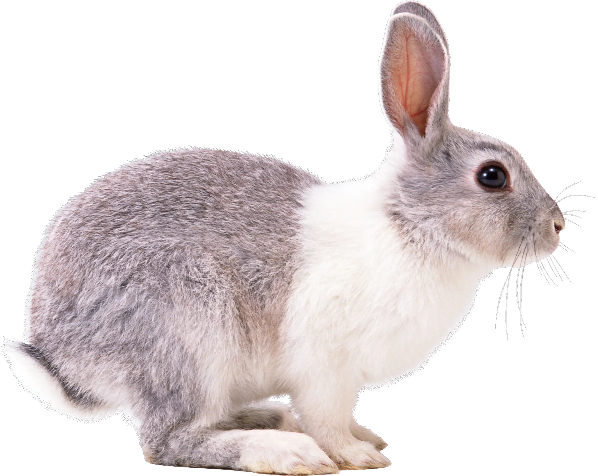 Rabbit PNG image