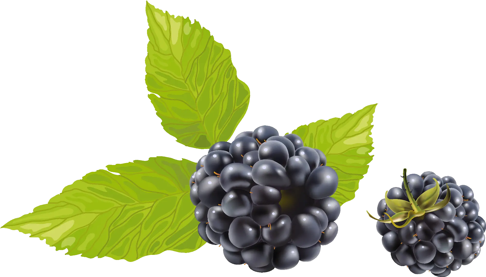 Blackberry PNG