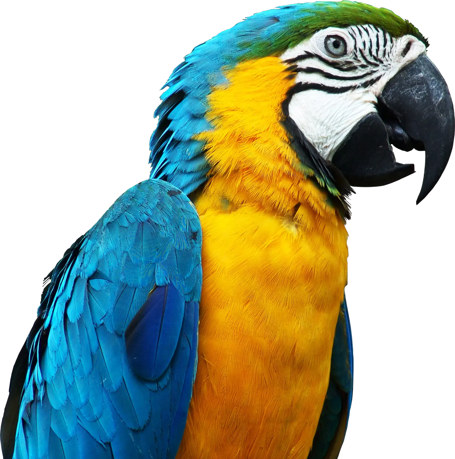 Blue parrot PNG image free download