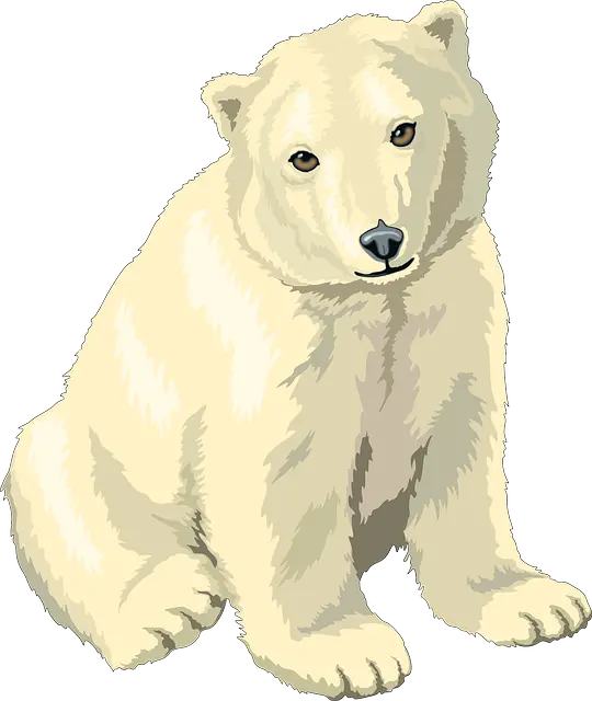 Polar white bear PNG