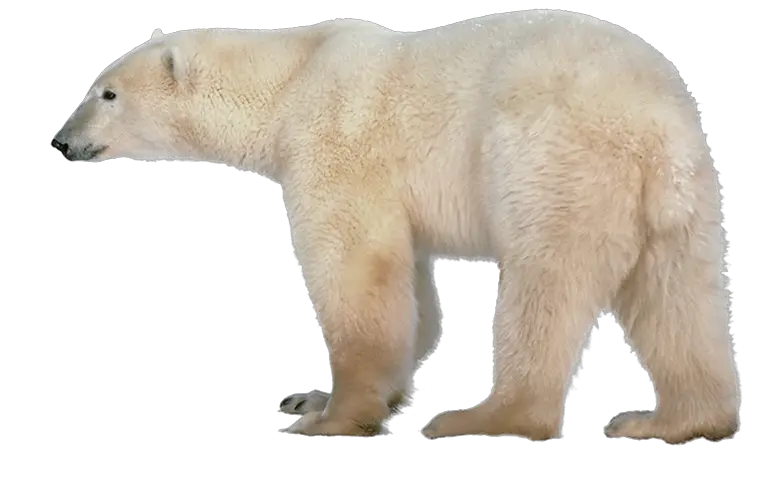 Polar white bear PNG