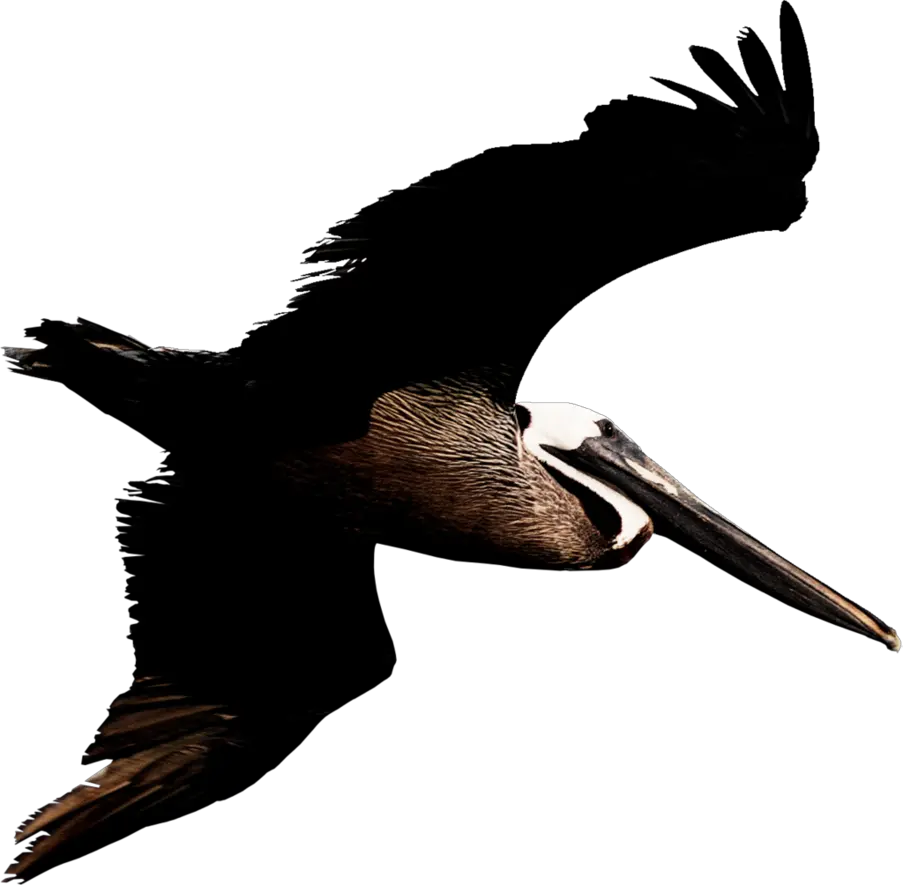 Pelican PNG
