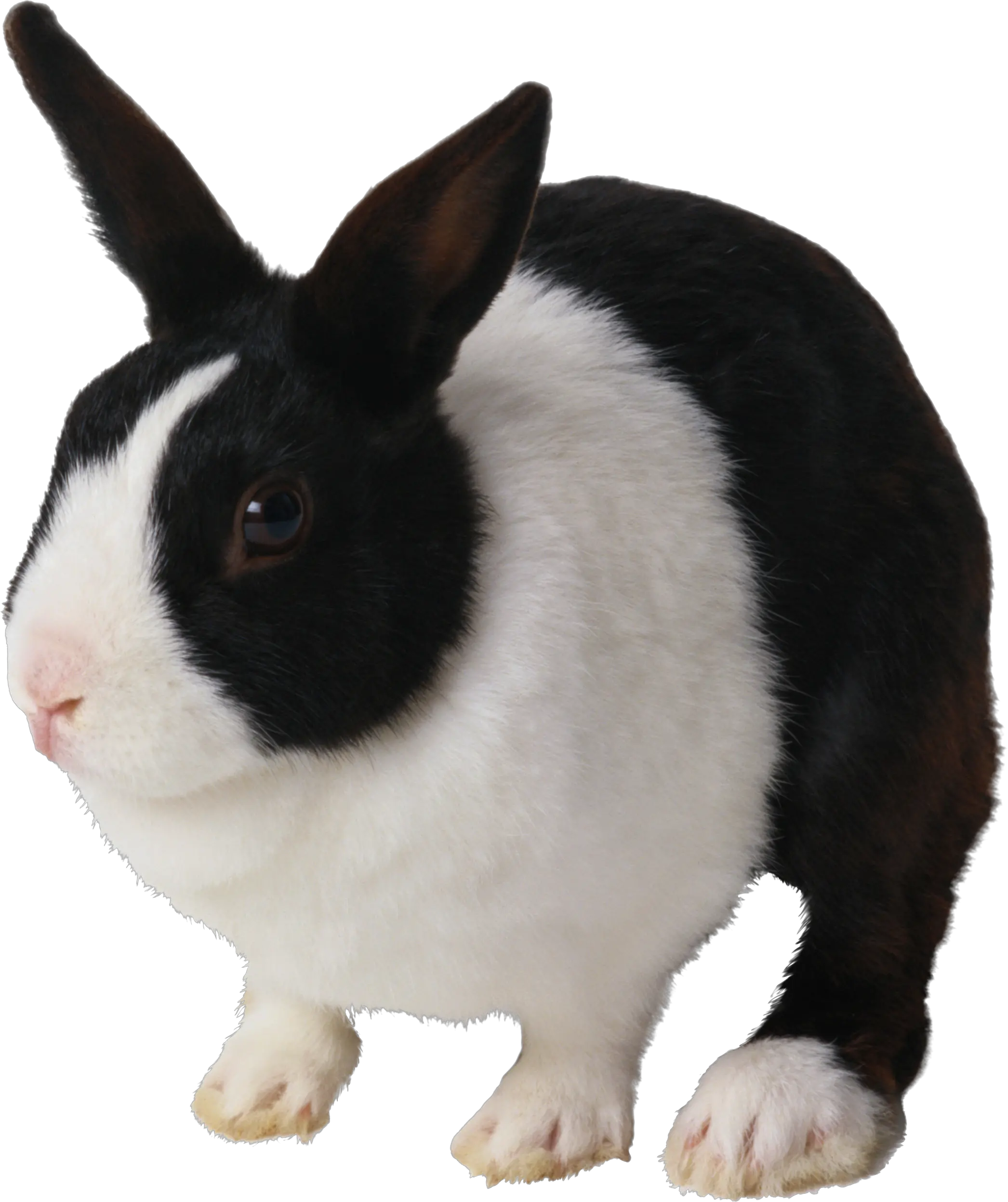 Rabbit PNG image