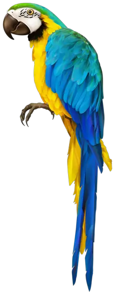 Parrot PNG image