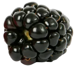 Blackberry PNG