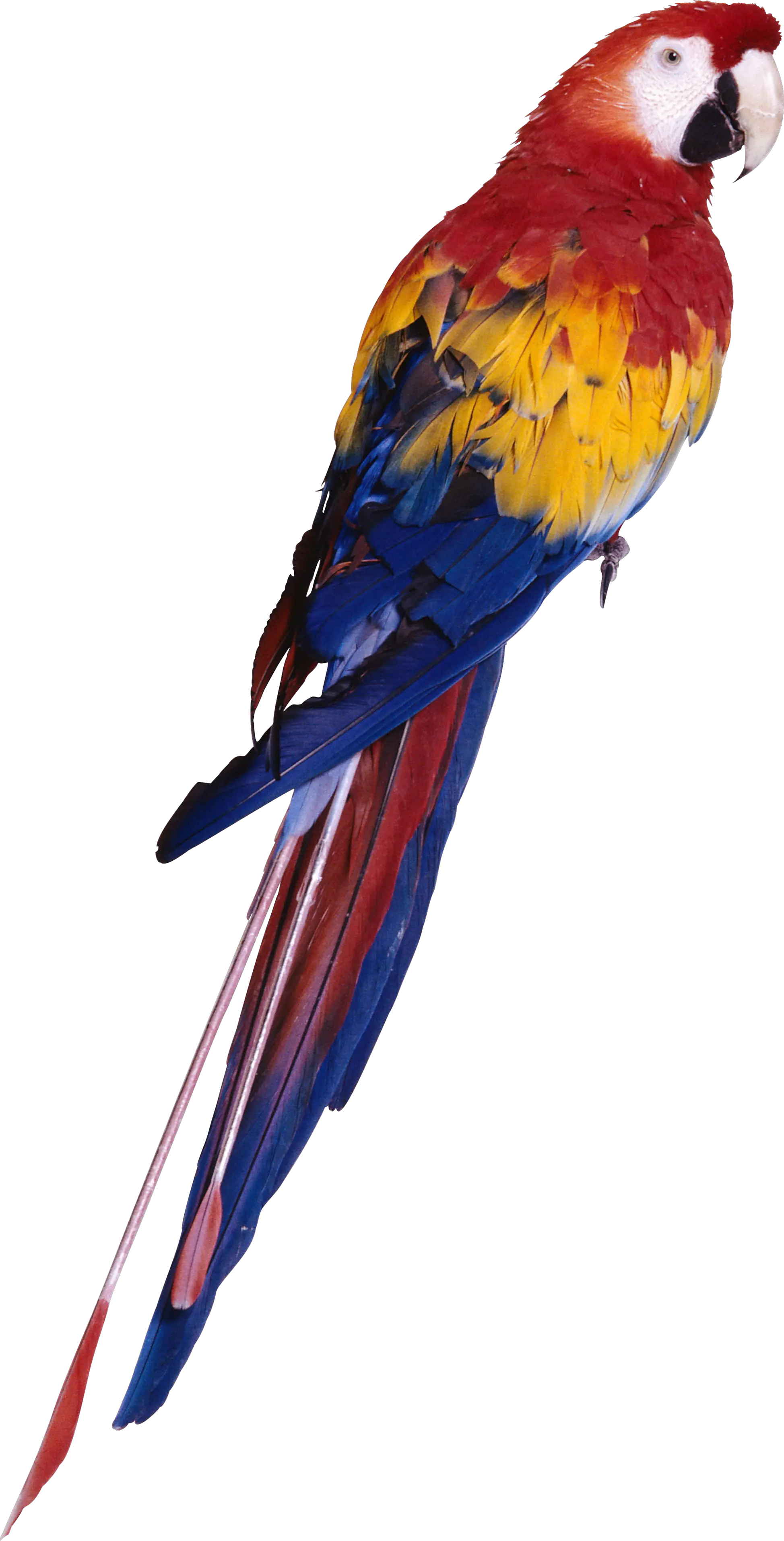 Parrot PNG image