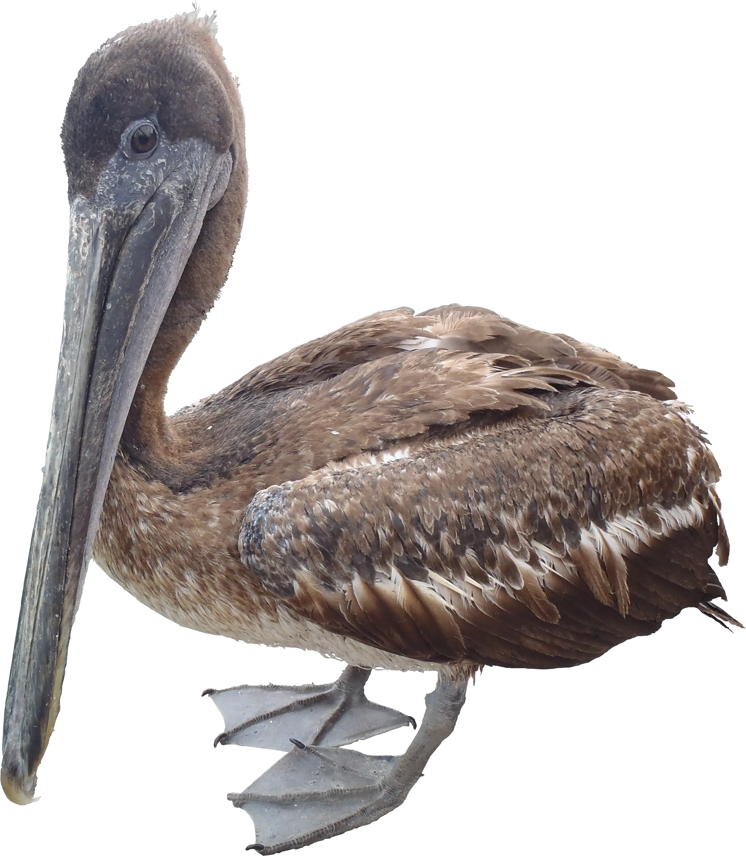 Pelican PNG