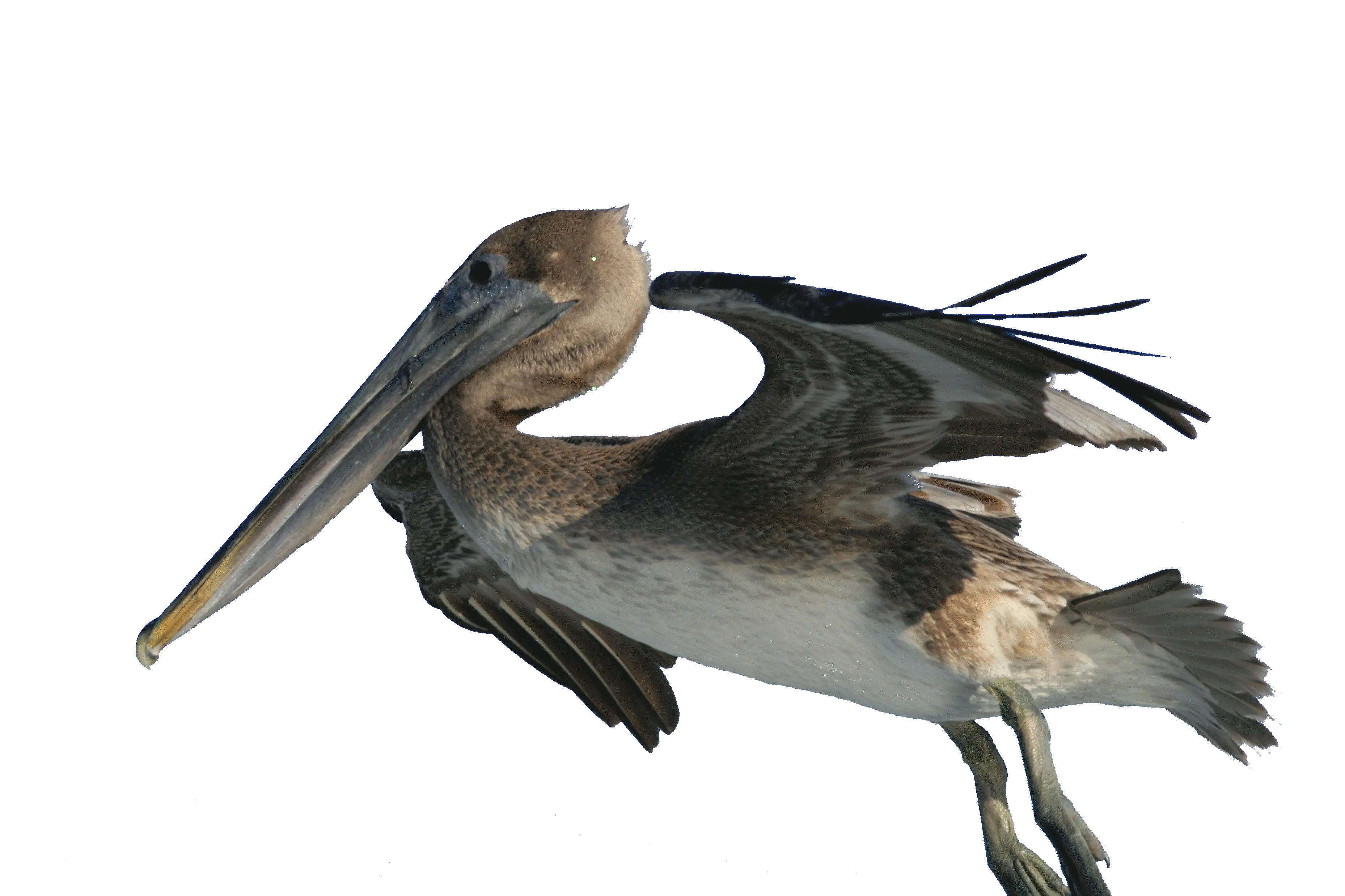 Pelican PNG