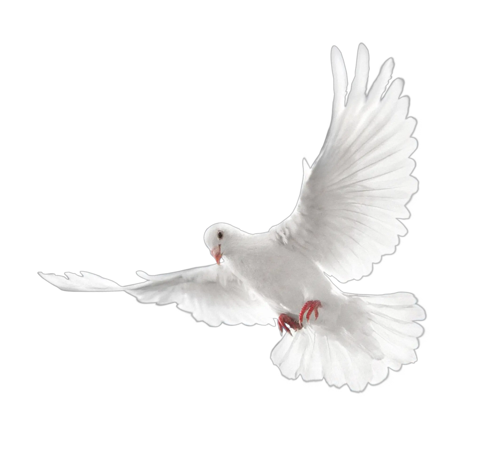 Pigeon PNG