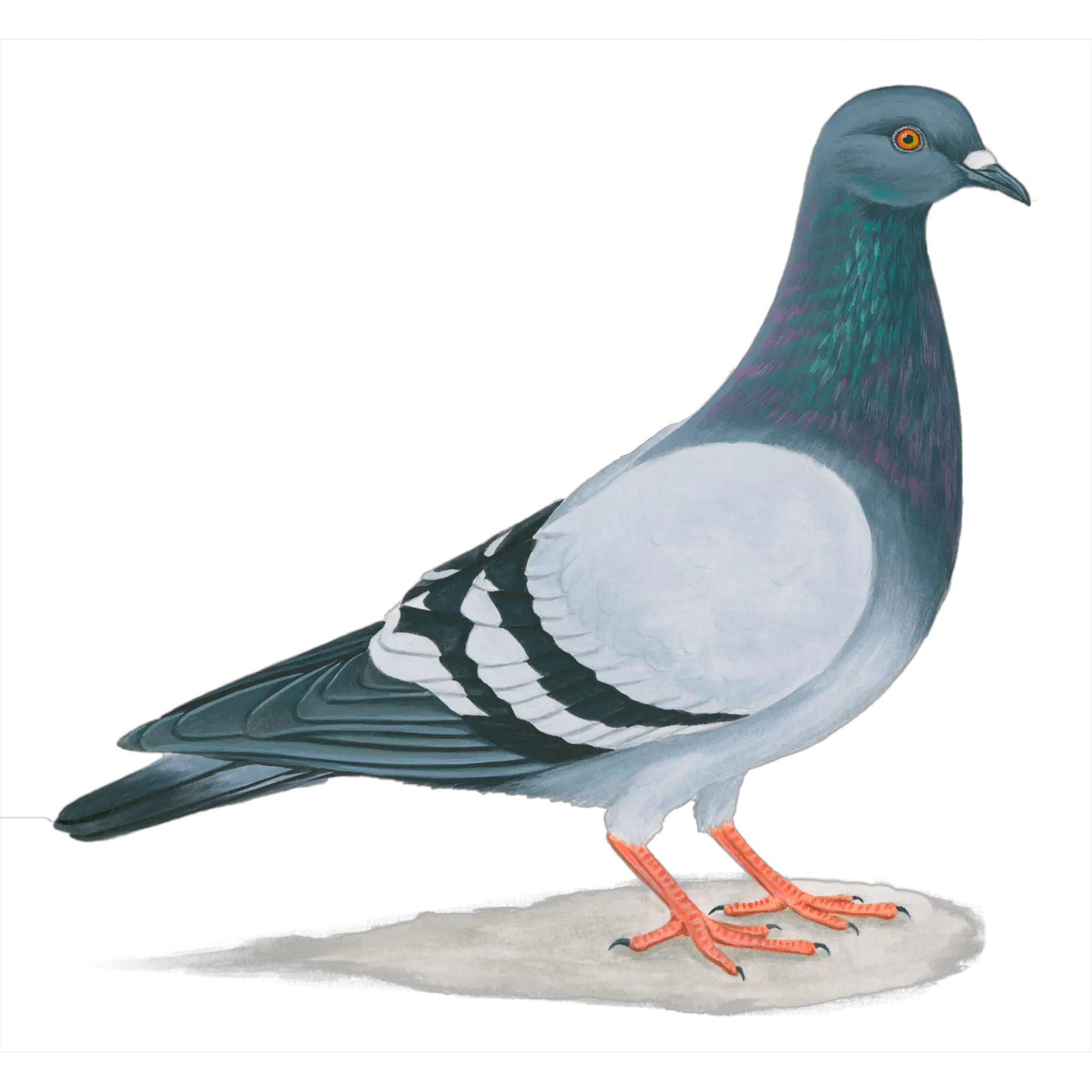 Pigeon PNG