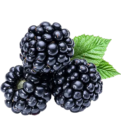 Blackberry PNG