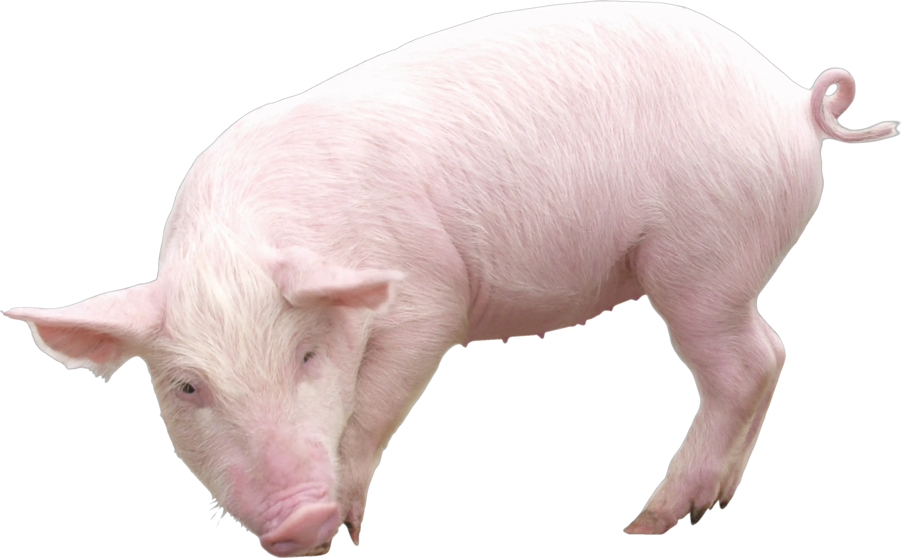 pig PNG image