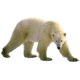 Polar white bear PNG