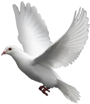 White flying pigeon PNG image