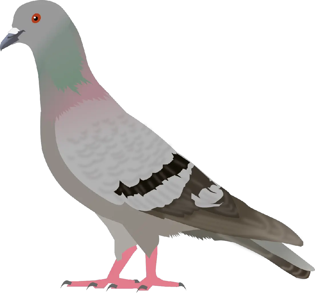 Pigeon PNG