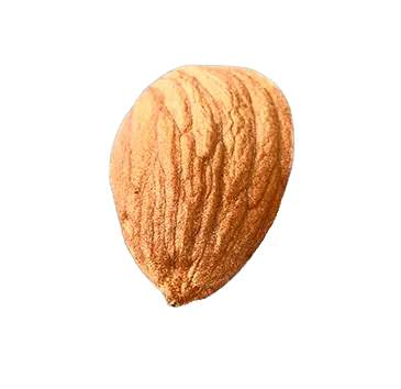 Almond seed PNG