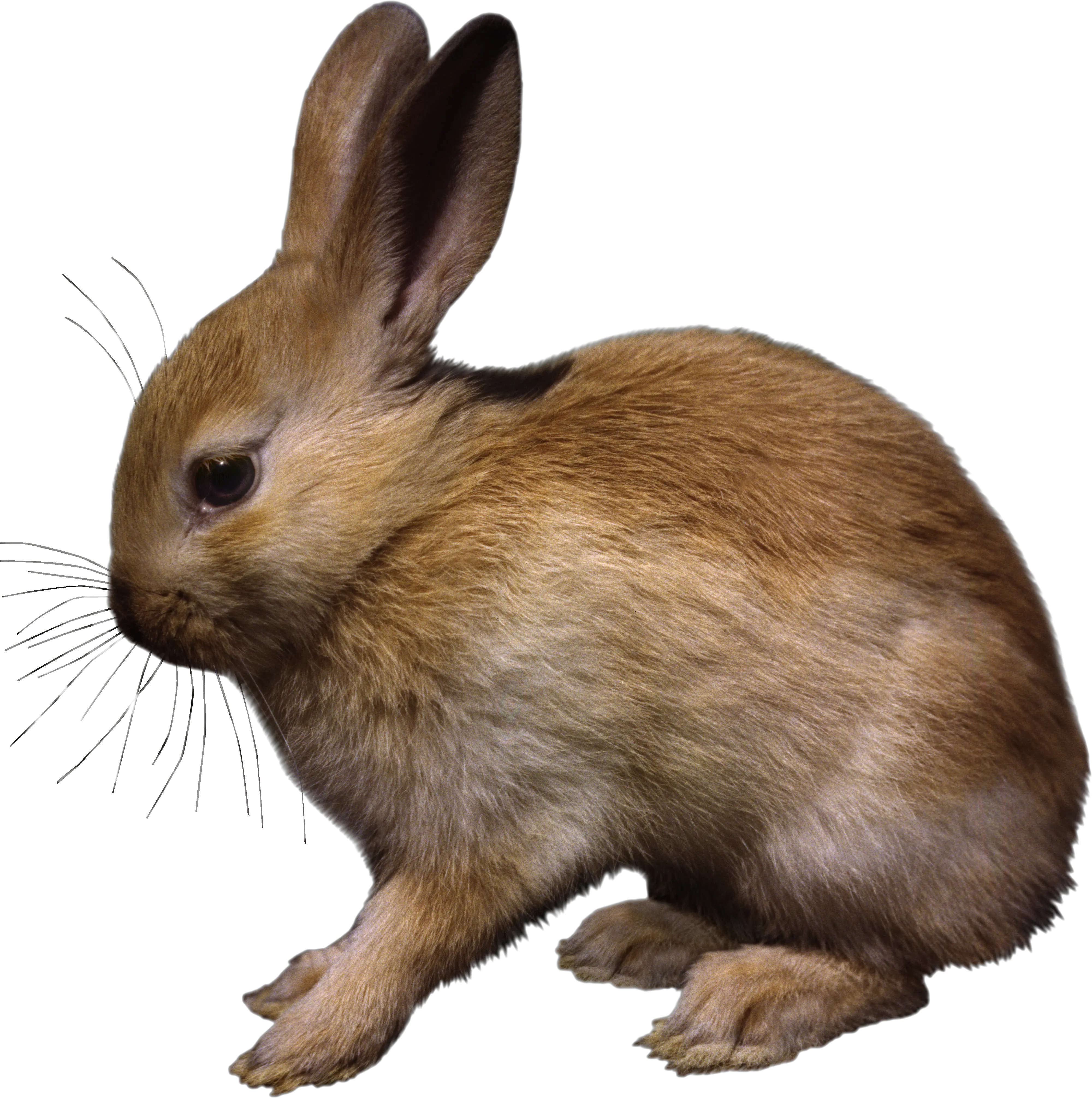 rabbit PNG