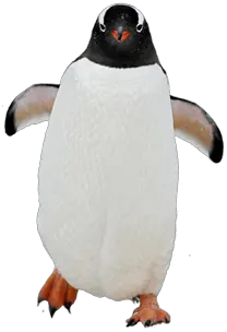 Penguin PNG image