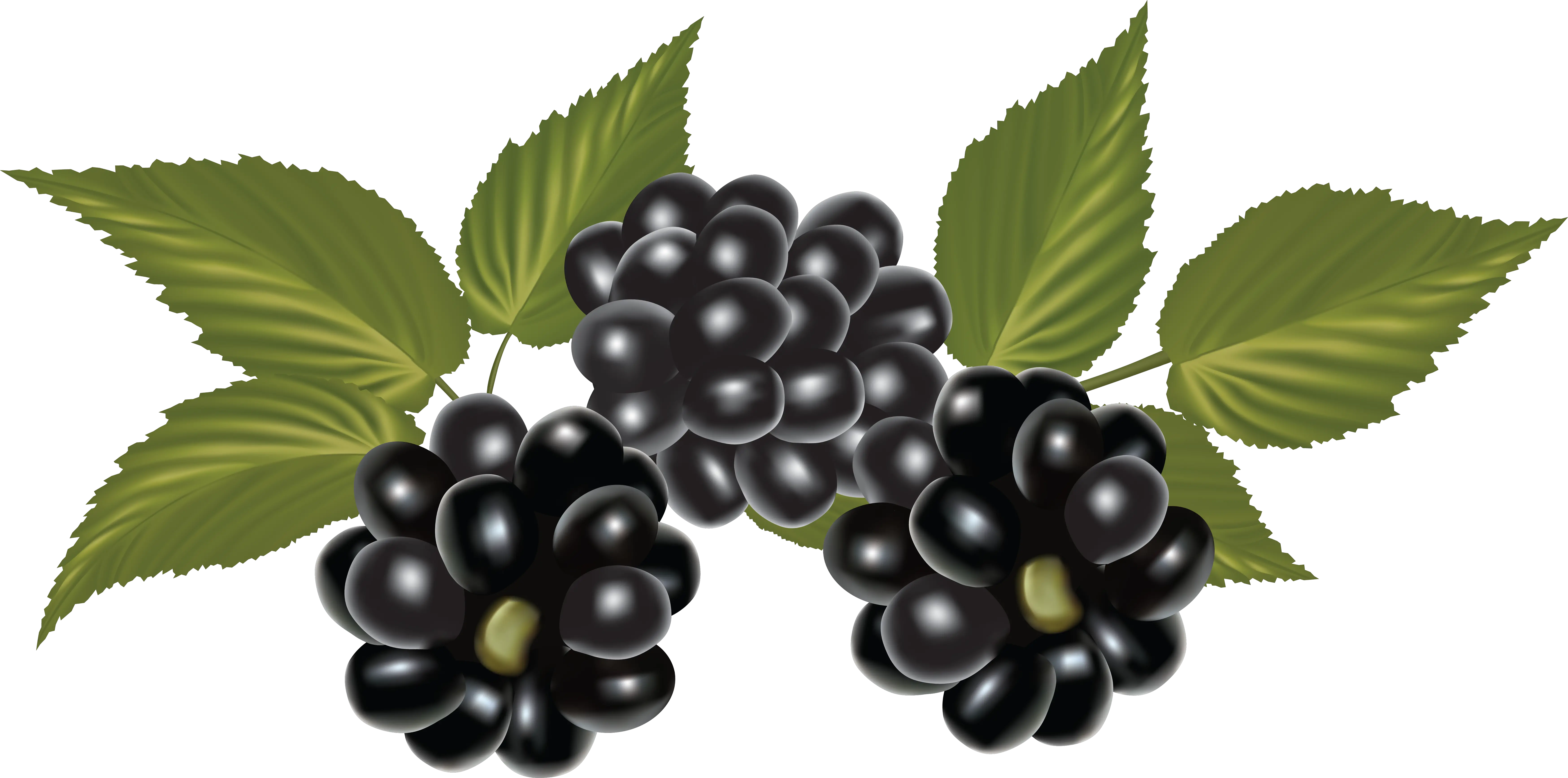 Blackberry PNG