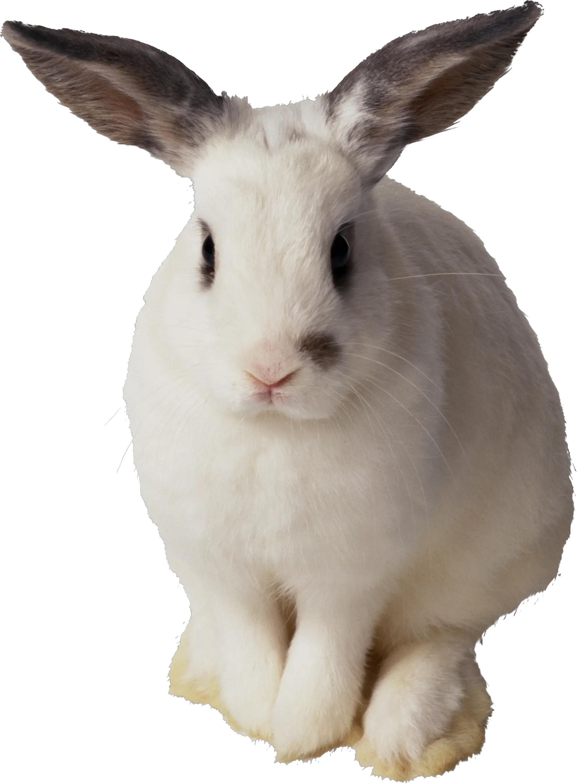 White rabbit PNG image