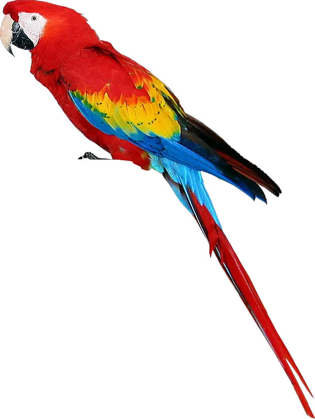 Colorful parrot PNG images free download