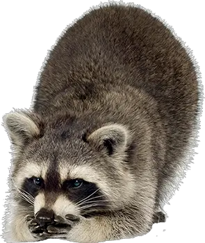 Raccoon PNG