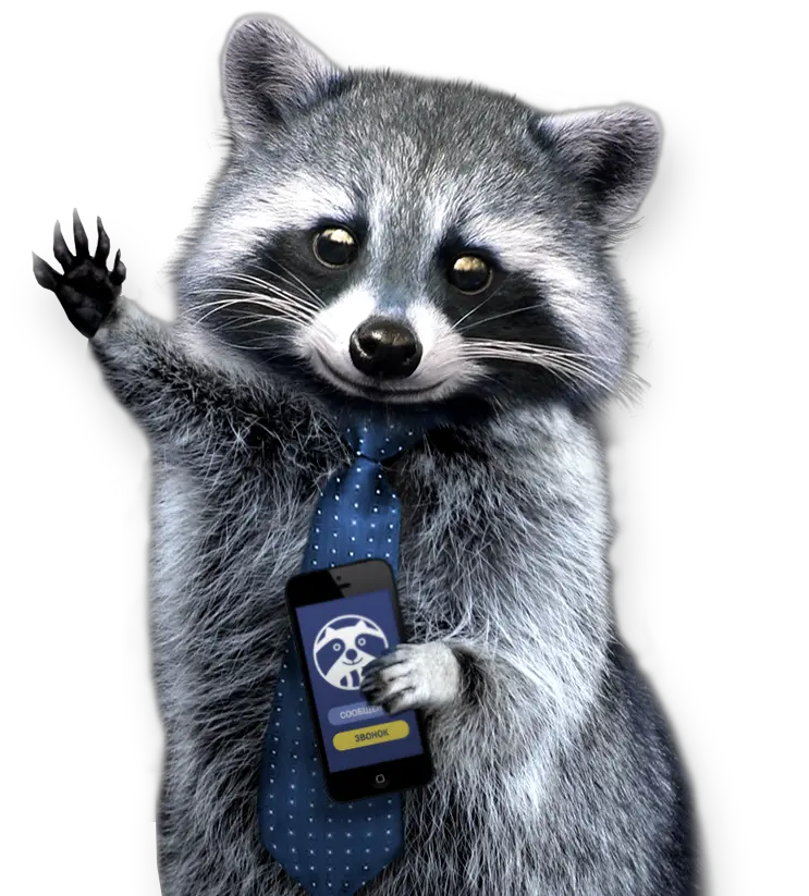 Raccoon PNG