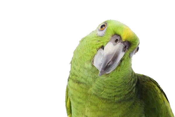 Green parrot PNG image free download