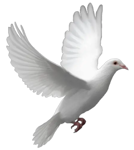 pigeon PNG image