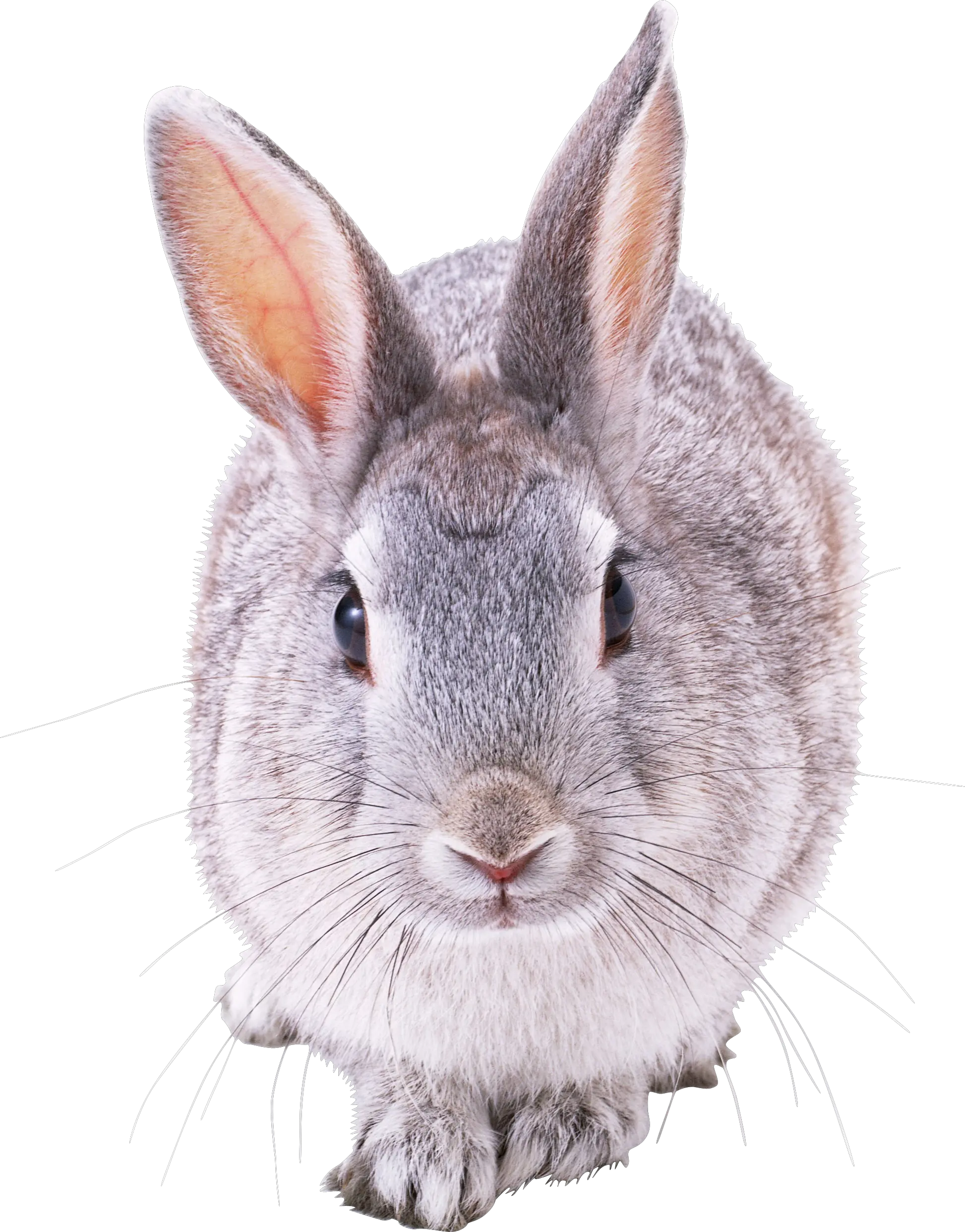 Rabbit PNG image