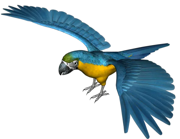 Parrot PNG image