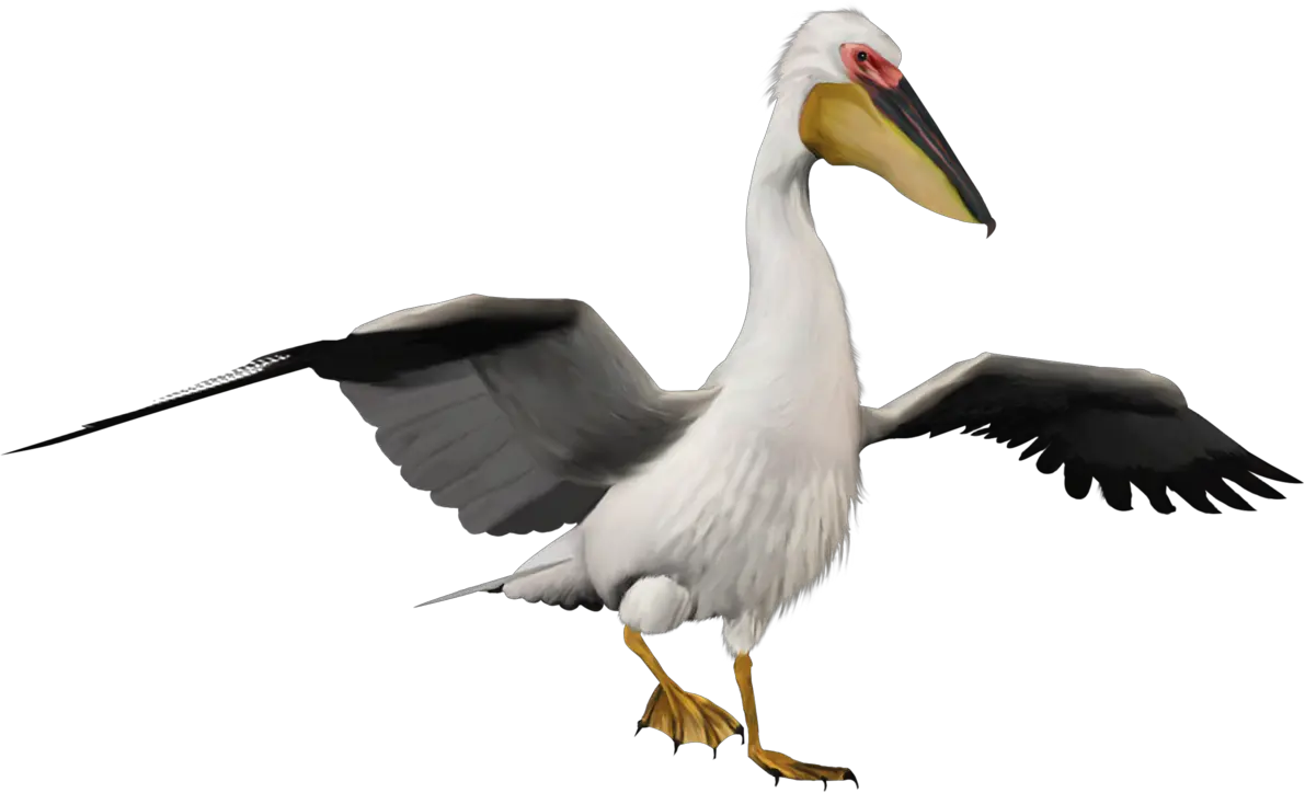 Pelican PNG