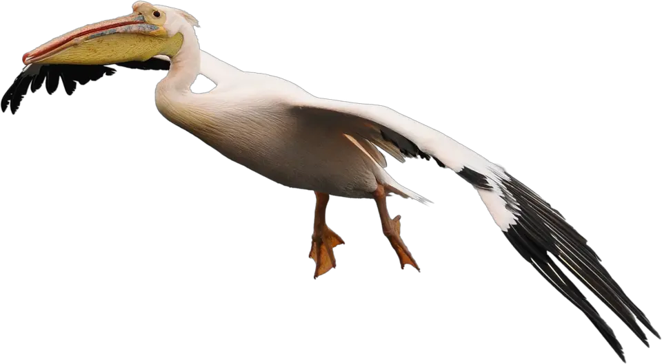Pelican PNG