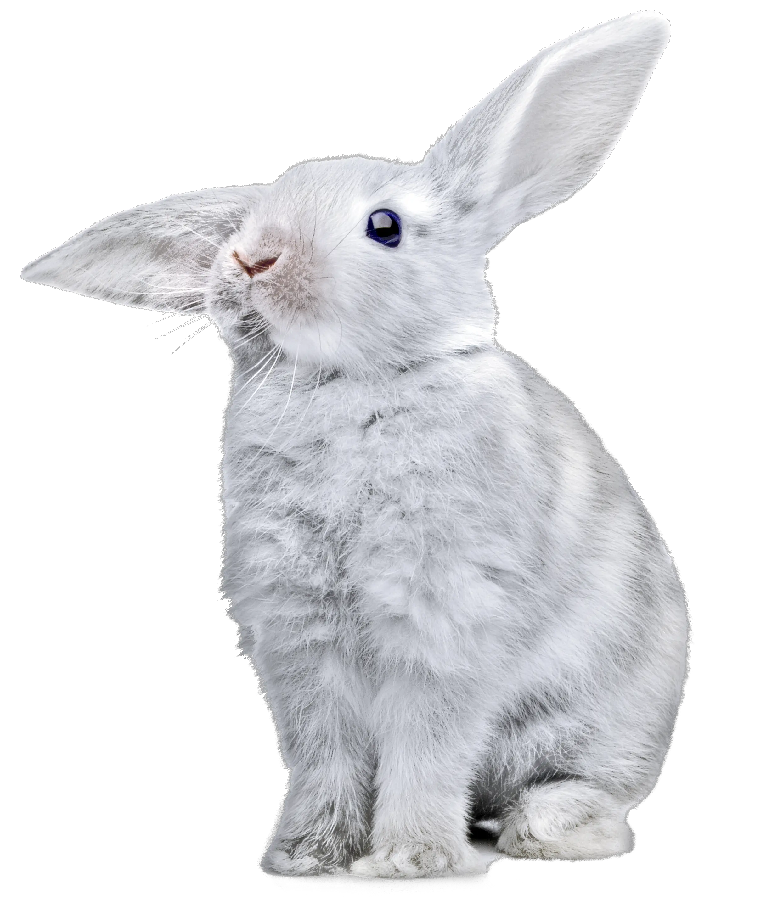 White rabbit PNG image