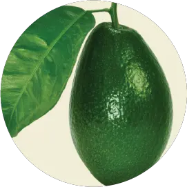 Avocado with leaf PNG