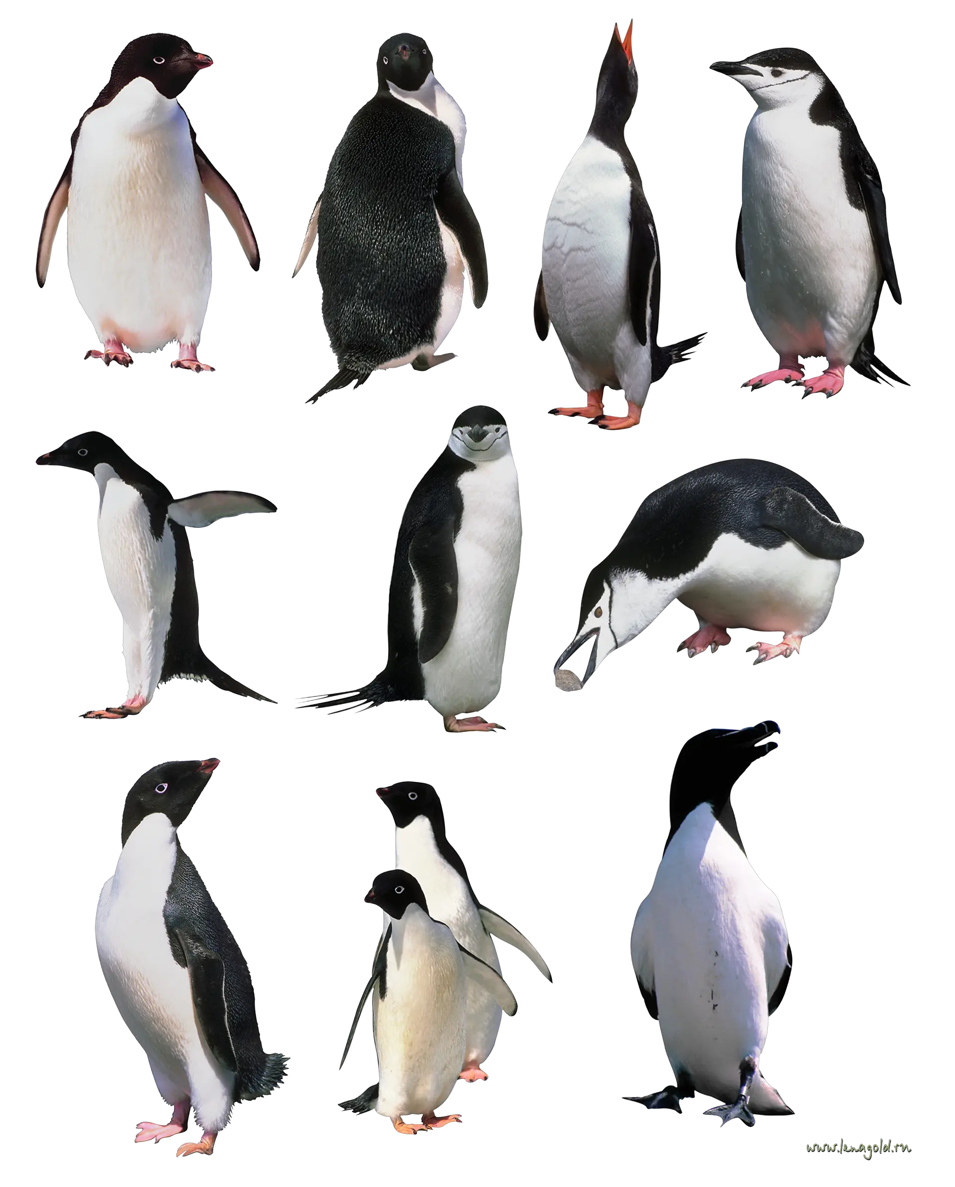 Penguins PNG image